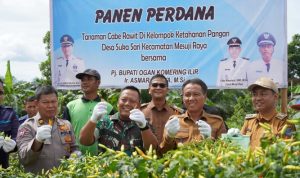 Panen Raya Cabe di OKI Berhasil Tekan Angka Inflasi