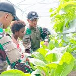 Satgas Yonif 122/TS Ajarkan Warga Papua Metode Panen Dan Budidaya Sayuran Melalui Program Green House