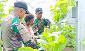 Satgas Yonif 122/TS Ajarkan Warga Papua Metode Panen Dan Budidaya Sayuran Melalui Program Green House