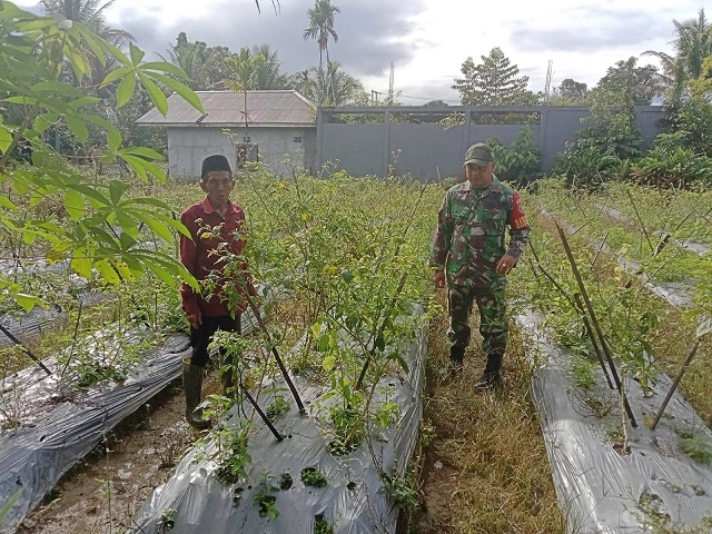 Lewat Komsos, Babinsa Koramil 1710-03/Kuala Kencana Kopda Arif Teguh Motivasi Petani Cabe Binaan