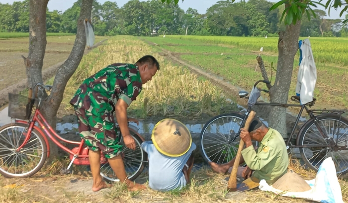 Babinsa Sawit Dukung Ketahanan Pangan Dengan Terjun Langsung Ke Lapangan