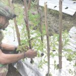 Upaya Satgas Habema Lakukan Ketahanan Pangan di Mapenduma